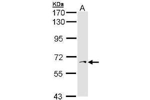 WB Image Sample (30 ug of whole cell lysate) A: Hep G2 , 7.