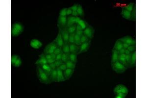 Immunocytochemistry/Immunofluorescence analysis using Rabbit Anti-Calnexin-CT Polyclonal Antibody . (Calnexin 抗体  (C-Term) (Atto 488))