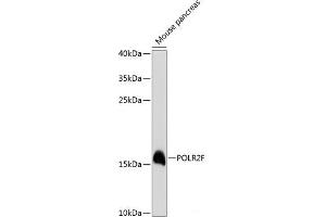 Western blot analysis of extracts of Mouse pancreas using POLR2F Polyclonal Antibody at dilution of 1:3000. (POLR2F 抗体)