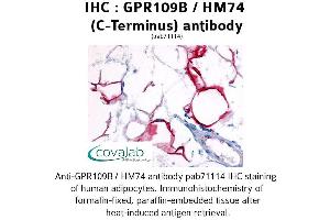 Image no. 1 for anti-Hydroxycarboxylic Acid Receptor 3 (HCAR3) (C-Term) antibody (ABIN1734900) (GPR109B 抗体  (C-Term))