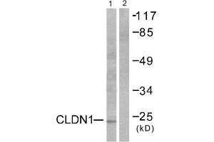 Western Blotting (WB) image for anti-Claudin 1 (CLDN1) (C-Term) antibody (ABIN1848455) (Claudin 1 抗体  (C-Term))