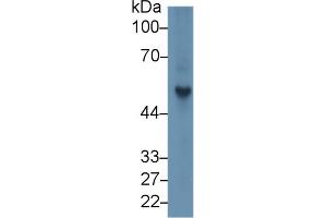 Western Blot; Sample: Rat Spleen lysate; Primary Ab: 1µg/ml Rabbit Anti-Rat FGb Antibody Second Ab: 0. (Fibrinogen beta Chain 抗体  (AA 33-479))