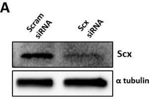 Scx is required for the expression of Fmod and Adamtsl2.