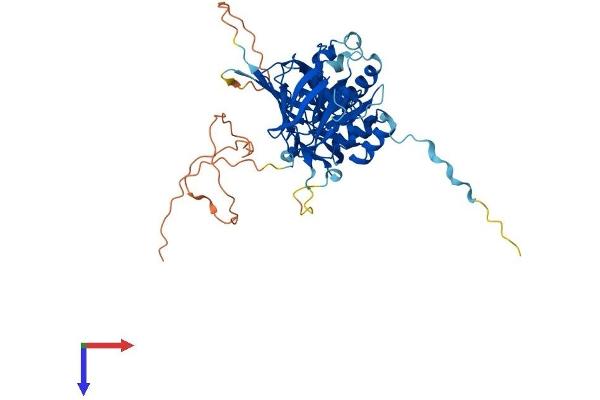 NADK Protein (AA 1-446) (His tag)