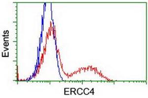 Image no. 3 for anti-Excision Repair Cross-Complementing Rodent Repair Deficiency, Complementation Group 4 (ERCC4) antibody (ABIN1498069) (ERCC4 抗体)