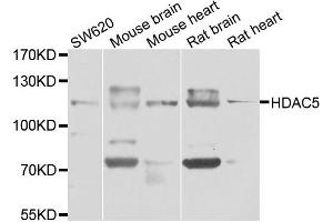 Western blot analysis of extracts of various cell lines, using HDAC5 antibody. (HDAC5 抗体)