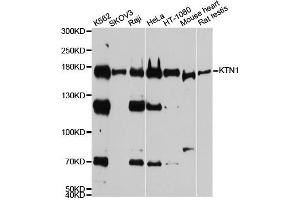 Western blot analysis of extracts of various cell lines, using KTN1 antibody. (KTN1 抗体  (AA 1-100))