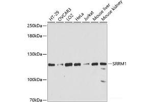 SRRM1 抗体