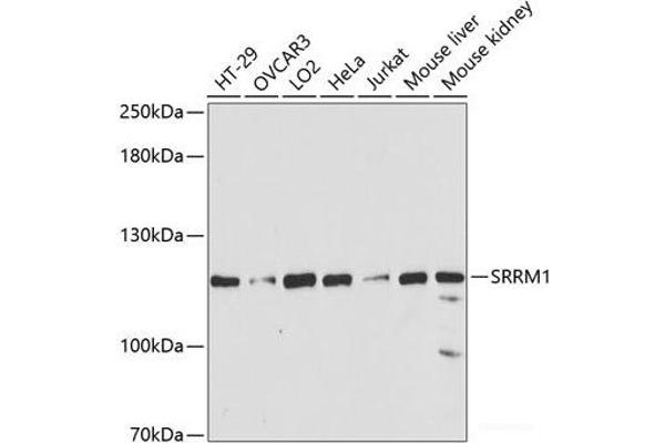 SRRM1 抗体