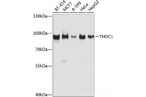 Western blot analysis of extracts of various cell lines using THOC1 Polyclonal Antibody at dilution of 1:1000. (THOC1 抗体)