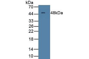 Detection of Recombinant MCSF, Rat using Polyclonal Antibody to Colony Stimulating Factor 1, Macrophage (MCSF) (M-CSF/CSF1 抗体  (AA 261-427))
