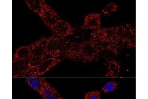 Confocal immunofluorescence analysis of A-431 cells using RPL21 Polyclonal Antibody at dilution of 1:100. (RPL21 抗体)