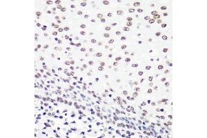 Immunohistochemistry of paraffin-embedded human tonsil using H4K20me2 antibody.