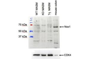ABIN2564188 (1µg/ml) staining of MASM lysate (35µg protein in RIPA buffer). (NOX1 抗体  (Internal Region))