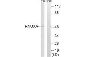 Western Blotting (WB) image for anti-phosphorylated Adaptor For RNA Export (PHAX) (AA 141-190) antibody (ABIN1535318)
