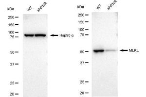 Western blotting analysis using MLKL antibody (ABIN7799478).