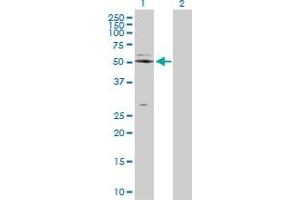 Western Blot analysis of NAPSA expression in transfected 293T cell line by NAPSA MaxPab polyclonal antibody. (NAPSA 抗体  (AA 26-420))