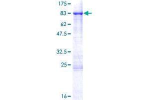 SHC3 Protein (AA 1-594) (GST tag)