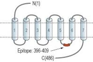 Representative domain view of the target of ABIN7885076.