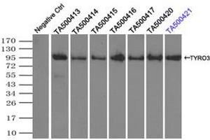 Image no. 6 for anti-TYRO3 Protein Tyrosine Kinase (TYRO3) antibody (ABIN1501602) (TYRO3 抗体)