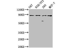 Western Blot Positive WB detected in: U87 whole cell lysate, NIH/3T3 whole cell lysate, 293 whole cell lysate, MCF-7 whole cell lysate All lanes: CDH9 antibody at 2. (Cadherin 9 抗体  (AA 131-314))