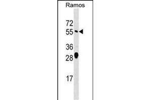 ARFG Antibody (Center) (ABIN1538228 and ABIN2849132) western blot analysis in Ramos cell line lysates (35 μg/lane). (arfgap2 抗体  (AA 276-305))