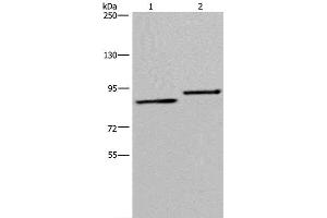 Western Blot analysis of A549 and 293T cell using TXLNA Polyclonal Antibody at dilution of 1:300 (alpha Taxilin 抗体)