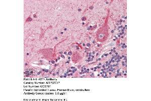 Immunohistochemistry with Human Braun, cerebellum tissue at an antibody concentration of 5. (ATF4 抗体  (N-Term))