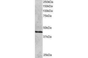 ABIN184858 staining (2µg/ml) of HeLa lysate (RIPA buffer, 30µg total protein per lane).