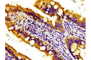 Immunohistochemistry of paraffin-embedded human small intestine tissue using ABIN7166191 at dilution of 1:100 (Protein Tob1 (TOB1) (AA 42-175) 抗体)