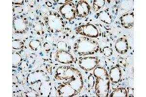 Immunohistochemical staining of paraffin-embedded Kidney tissue using anti-NME4 mouse monoclonal antibody. (NME4 抗体)