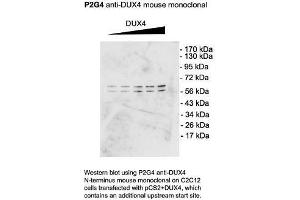 Dux4 Western Blotting on C2C12 cells 1 in 1000 copy. (DUX4 抗体  (C-Term))
