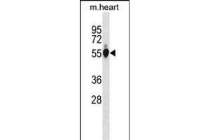 Mouse Gpi Antibody (C-term) (ABIN1881382 and ABIN2838693) western blot analysis in mouse heart tissue lysates (35 μg/lane). (GPI 抗体  (C-Term))