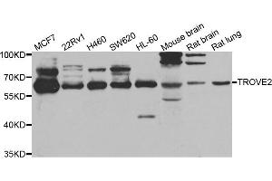 Western blot analysis of extracts of various cell lines, using TROVE2 antibody (ABIN5975457) at 1/1000 dilution. (TROVE2 抗体)