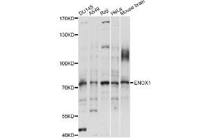 Western blot analysis of extracts of various cell lines, using ENOX1 antibody (ABIN6292465) at 1:1000 dilution. (ENOX1 抗体)
