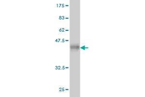 Western Blotting (WB) image for anti-Complement Component 3 (C3) (AA 1534-1644) antibody (ABIN560117)