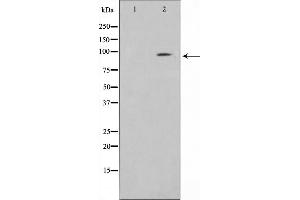 Western Blotting (WB) image for anti-Clock Homolog (Mouse) (CLOCK) (Internal Region) antibody (ABIN6260894)