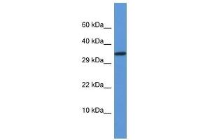 Western Blot showing Vgll2 antibody used at a concentration of 1. (VGLL2 抗体  (N-Term))