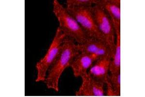 Immunofluorescence (IF) image for anti-Potassium Channel Tetramerisation Domain Containing 15 (KCTD15) (AA 1-234), (N-Term) antibody (ABIN487356) (KCTD15 抗体  (N-Term))