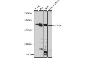 Western blot analysis of extracts of various cell lines, using MK1 antibody (ABIN7268647) at 1:1000 dilution. (MAP3K1 抗体  (C-Term))