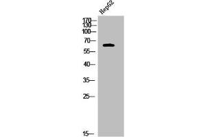 Western Blot analysis of HepG2 cells using Phospho-Nur77 (S351) Polyclonal Antibody (NR4A1 抗体  (pSer351))