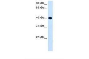Image no. 1 for anti-Alcohol Dehydrogenase 4 (Class II), pi Polypeptide (ADH4) (AA 231-280) antibody (ABIN320807) (ADH4 抗体  (AA 231-280))