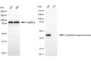 Western blotting analysis using cystathionine gamma-lyase antibody (ABIN7798234).