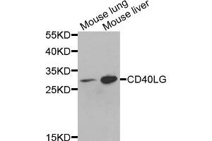 Western blot analysis of extracts of various cells, using CD40LG antibody. (CD40 Ligand 抗体)