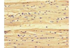 Immunohistochemistry of paraffin-embedded human heart tissue using ABIN7163088 at dilution of 1:100 (NOXA 抗体  (AA 1-136))