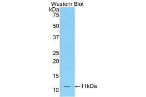 Western Blotting (WB) image for anti-Chemokine (C-C Motif) Ligand 12 (Ccl12) (AA 28-104) antibody (ABIN1859790) (Ccl12 抗体  (AA 28-104))