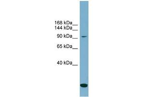 WB Suggested Anti-SLC12A4 Antibody Titration:  0. (SLC12A4 抗体  (N-Term))