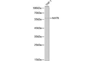 Western blot analysis of extracts of THP-1 cells, using MATK antibody  at 1:1000 dilution. (MATK 抗体  (AA 352-466))