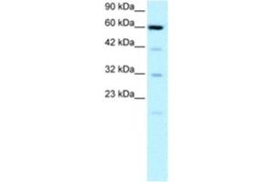 Western Blotting (WB) image for anti-Solute Carrier Family 30 (Zinc Transporter), Member 9 (SLC30A9) antibody (ABIN2460233) (SLC30A9 抗体)