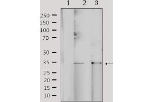 Western blot analysis of extracts from various samples, using NRIP2 Antibody. (NRIP2 抗体  (N-Term))